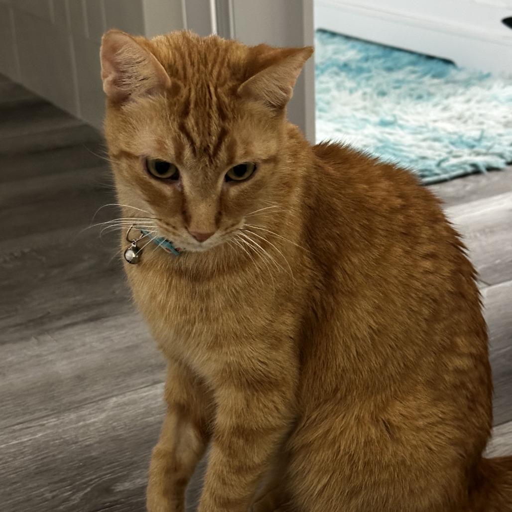 Lazlo, Adoptable, Senior Male Domestic Short Hair.