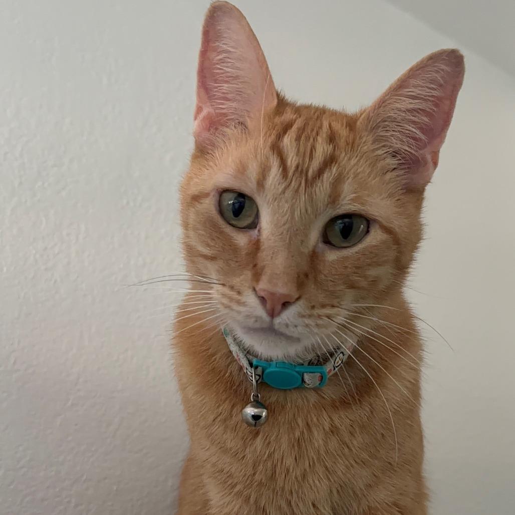 Enlarge Lazlo, a Adoptable Domestic Short Hair in Los Angeles, CA image 2/5