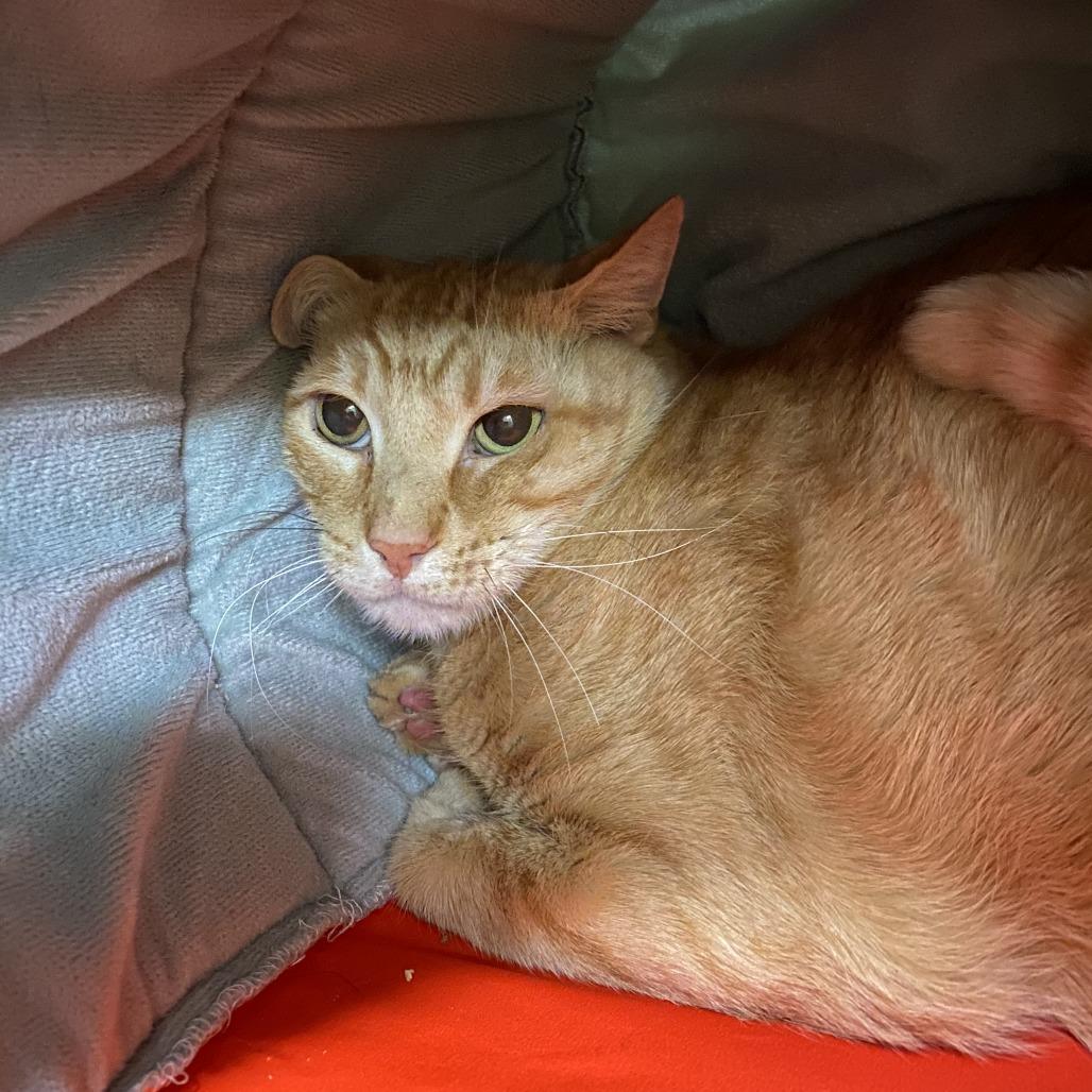 Enlarge Lazlo, a Adoptable Domestic Short Hair in Los Angeles, CA image 3/5