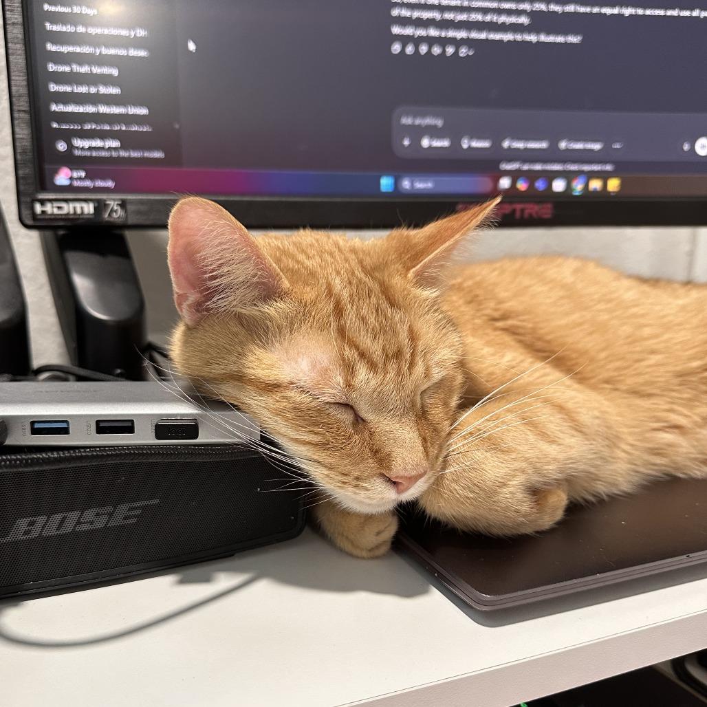 Enlarge Lazlo, a Adoptable Domestic Short Hair in Los Angeles, CA image 4/5