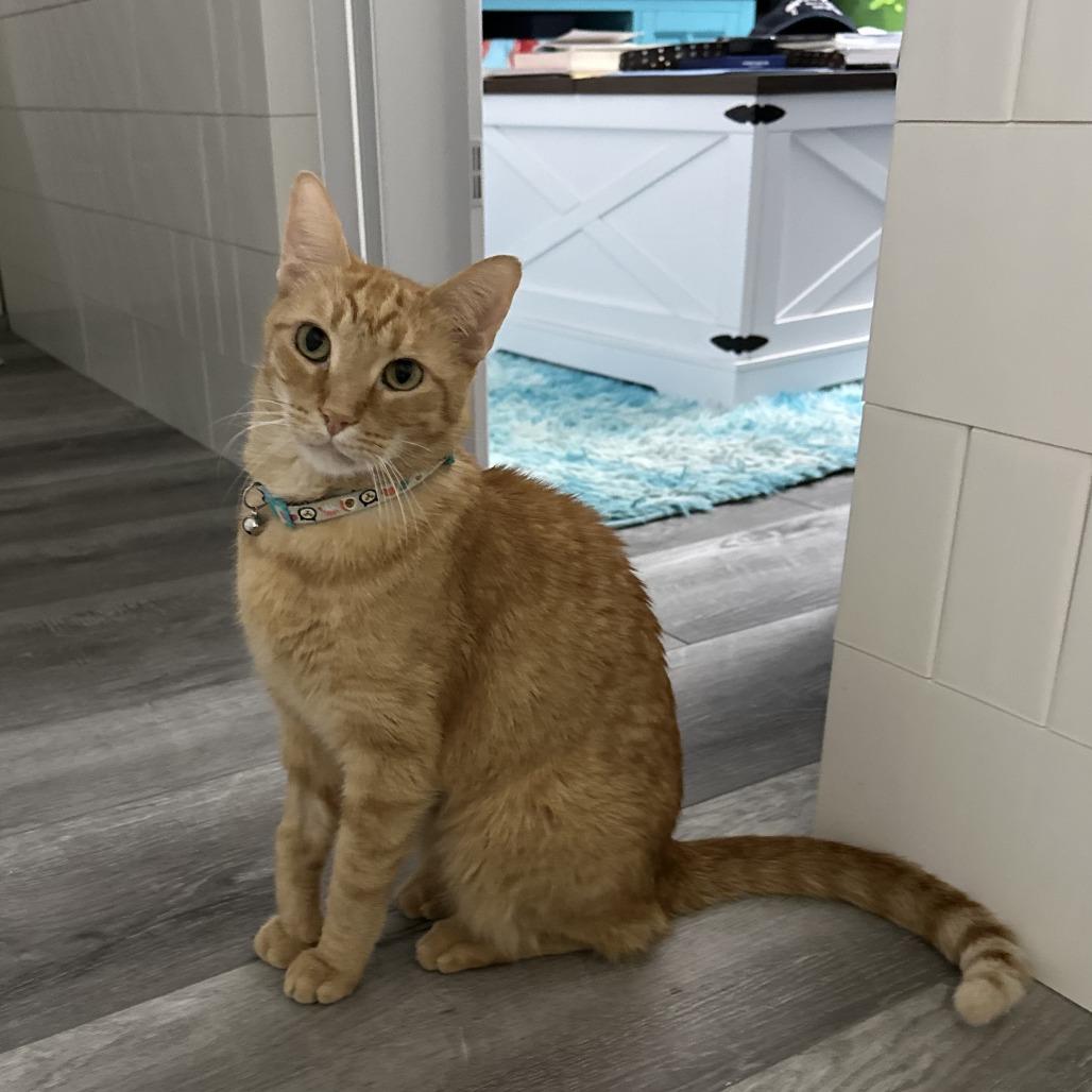 Enlarge Lazlo, a Adoptable Domestic Short Hair in Los Angeles, CA image 5/5