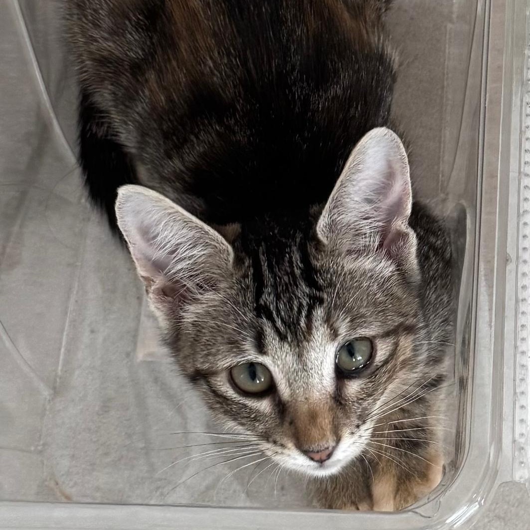 Enlarge TORI, a Adoptable Domestic Short Hair in New York, NY image 3/6