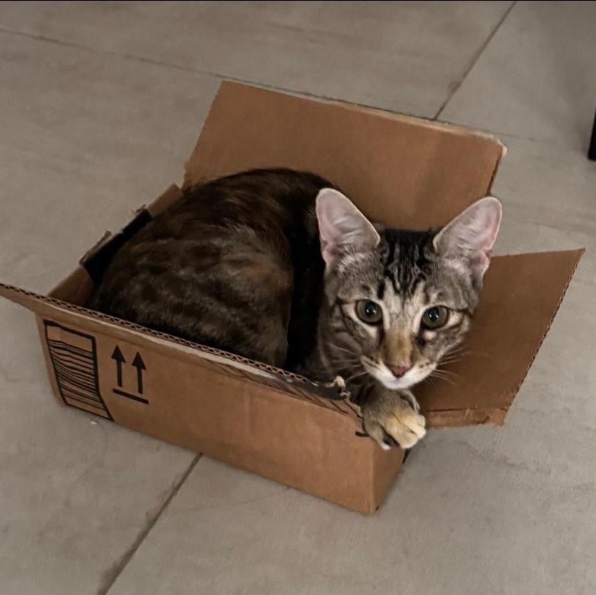 Enlarge TORI, a Adoptable Domestic Short Hair in New York, NY image 6/6