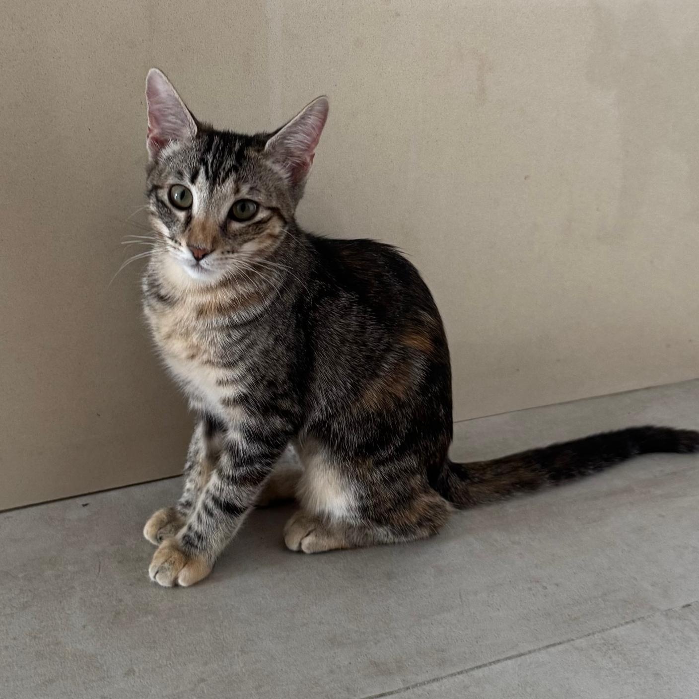 Enlarge TORI, a Adoptable Domestic Short Hair in New York, NY image 5/6