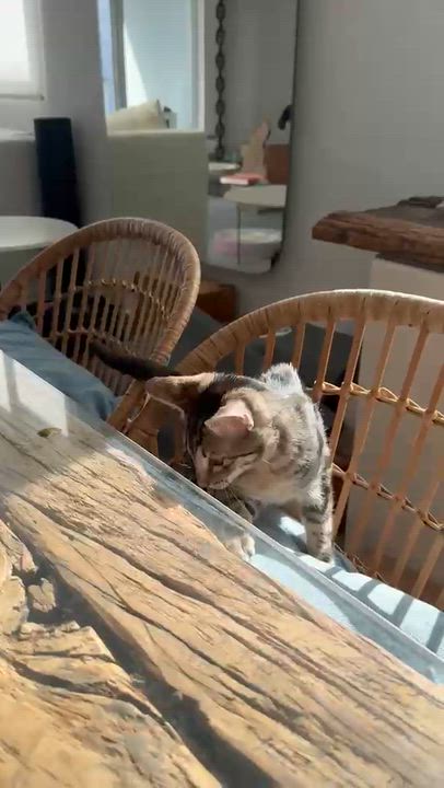 Enlarge TORI, a Adoptable Domestic Short Hair in New York, NY video 4/6