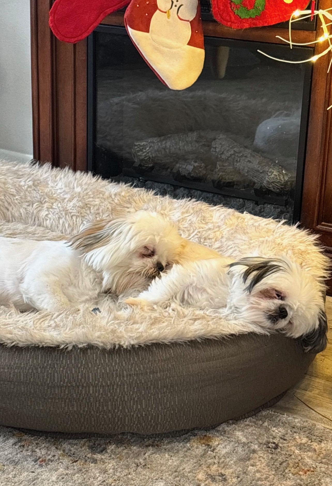 Enlarge Sugar Plum And Tiffany Bonded Pair, a ADOPTABLE Shih Tzu in Sarasota, FL image 3/5