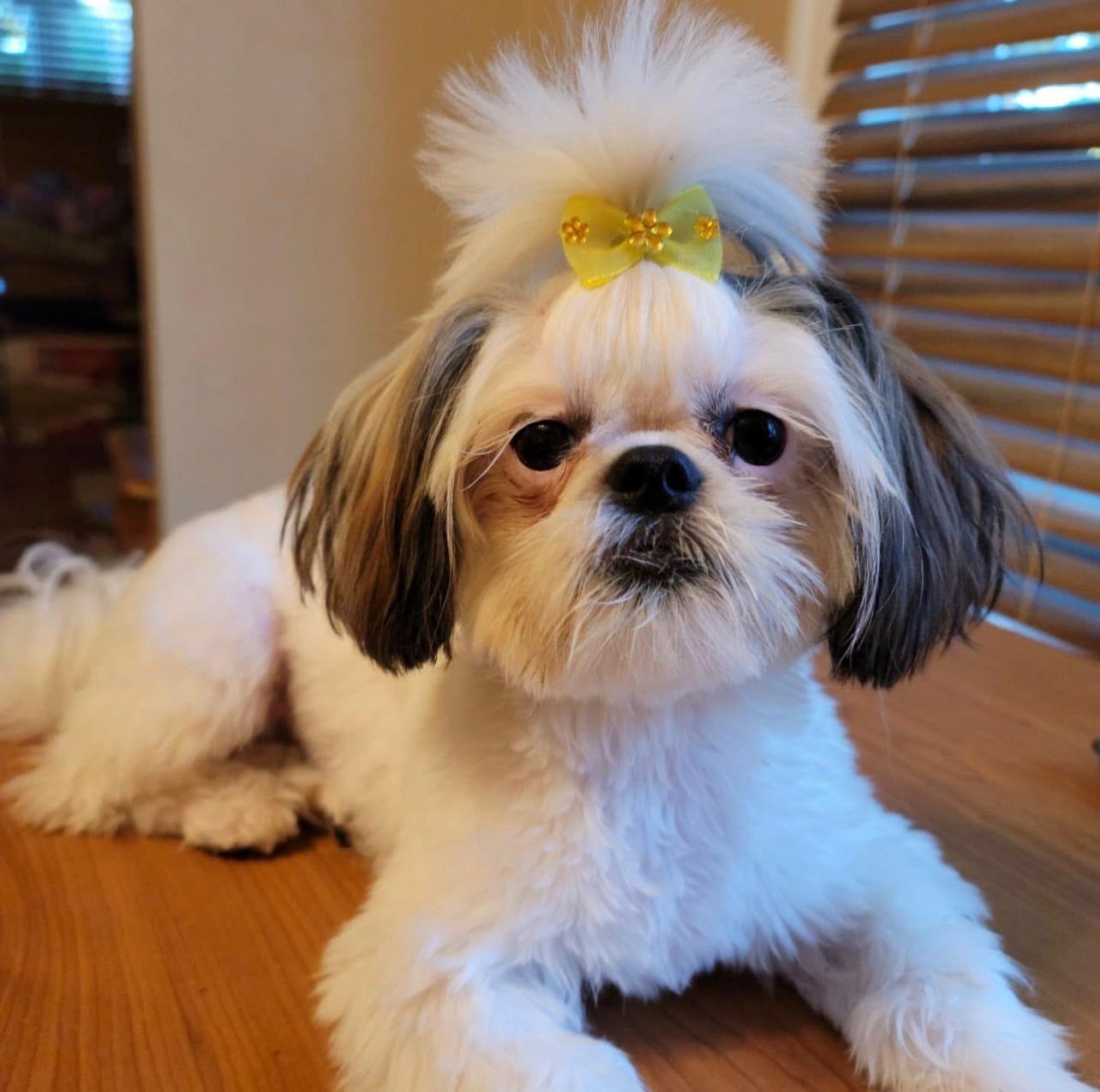 Enlarge Sugar Plum And Tiffany Bonded Pair, a ADOPTABLE Shih Tzu in Sarasota, FL image 4/5