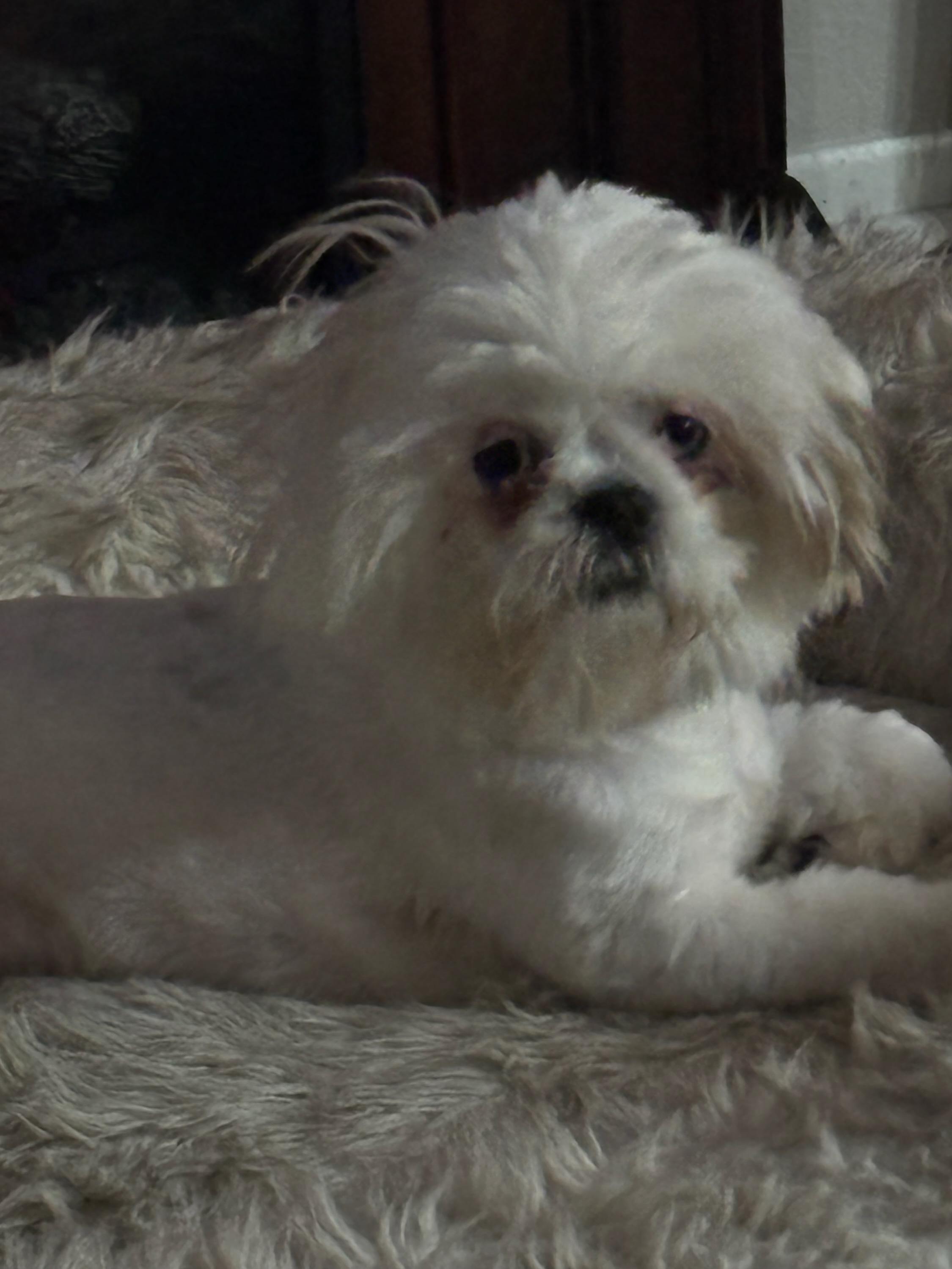 Sugar Plum, a ADOPTABLE Shih Tzu in Sarasota, FL image 1/2