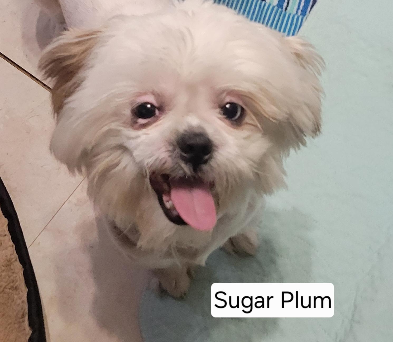 Sugar Plum, ADOPTABLE, Adult Female Shih Tzu.