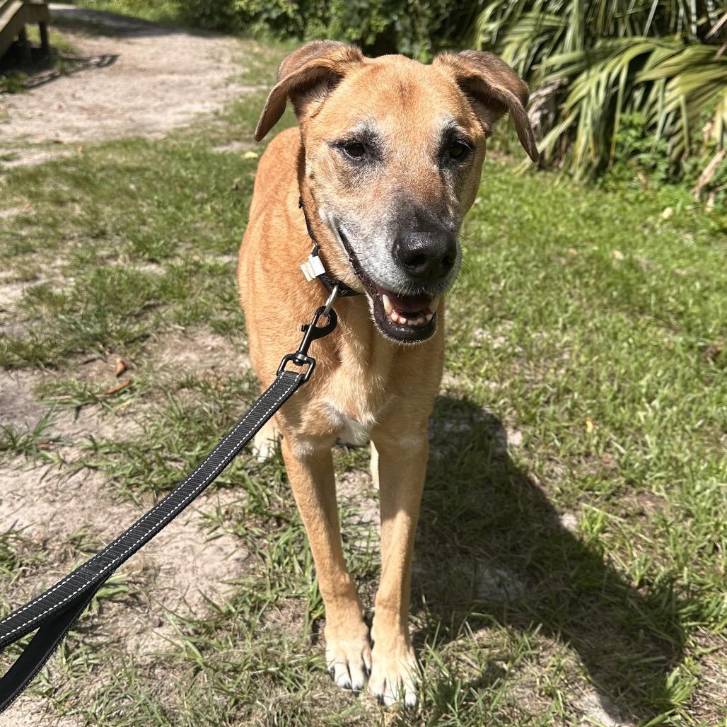 Mackenzie, a Adoptable Mixed Breed in Jacksonville, FL image 1/5