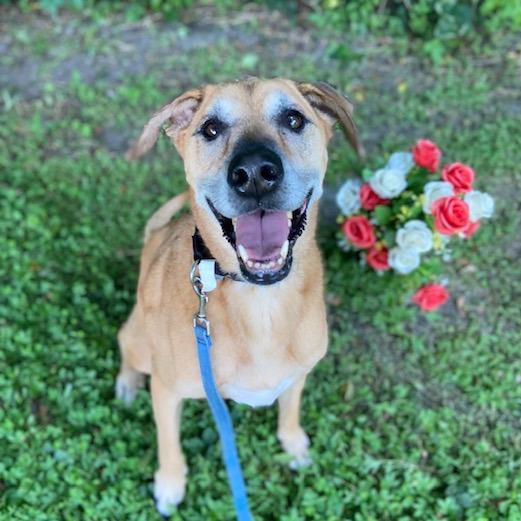 Mackenzie, a Adoptable Mixed Breed in Jacksonville, FL image 2/5