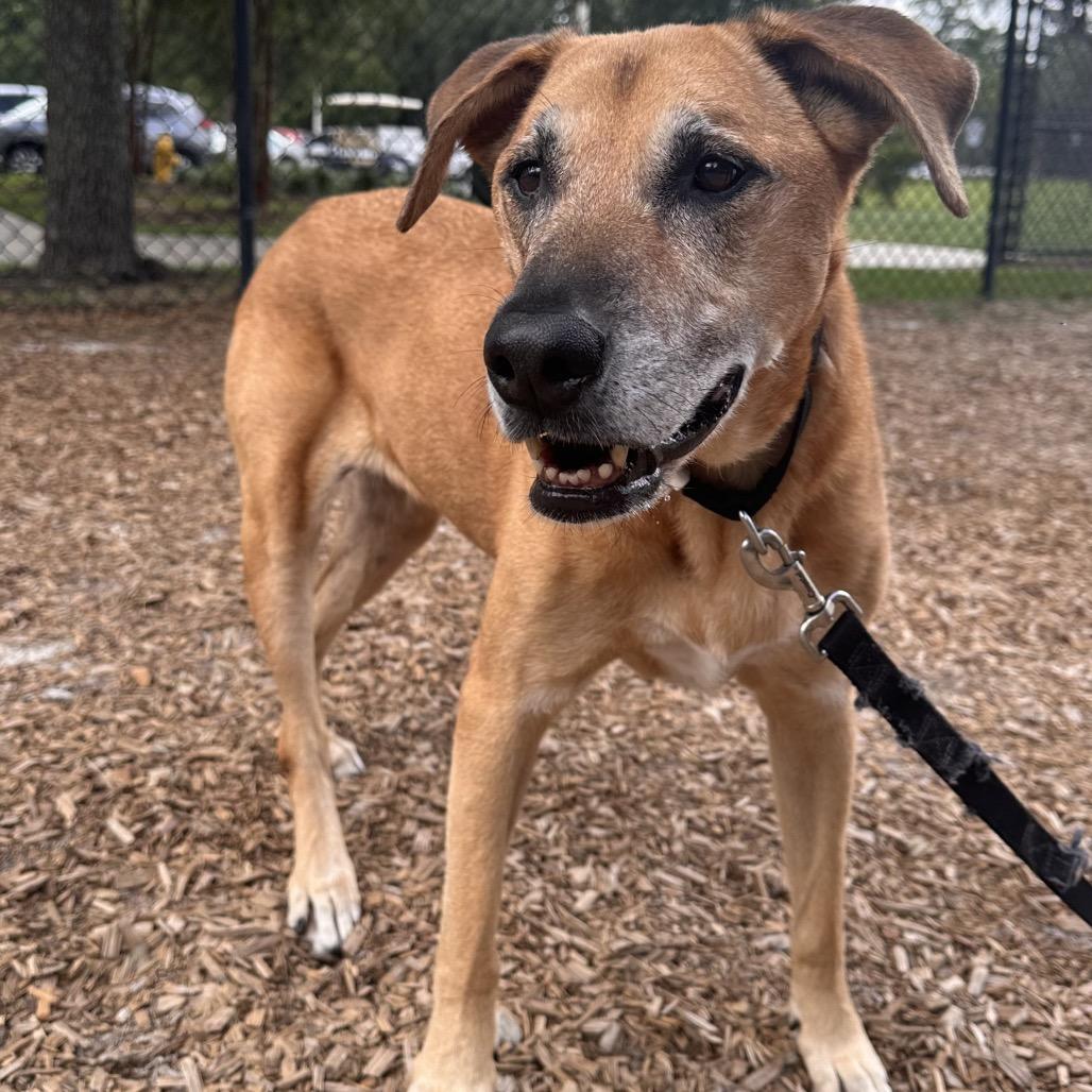 Mackenzie, a Adoptable Mixed Breed in Jacksonville, FL image 3/5