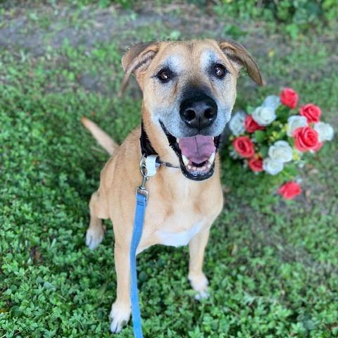 Mackenzie, a Adoptable Mixed Breed in Jacksonville, FL image 4/5