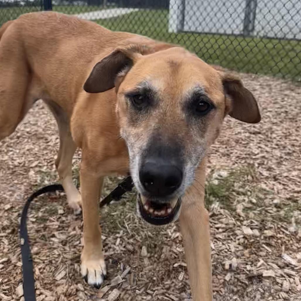 Mackenzie, a Adoptable Mixed Breed in Jacksonville, FL image 5/5