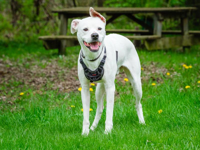 Luther, Adoptable, Adult Male Boxer.