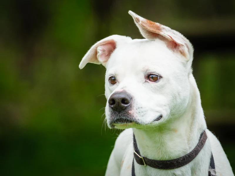 Enlarge Luther, a Adoptable mixed breed in Pointe-Fortune, QC image 2/3