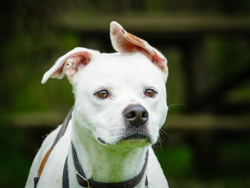 Enlarge Luther, a Adoptable mixed breed in Pointe-Fortune, QC image 3/3