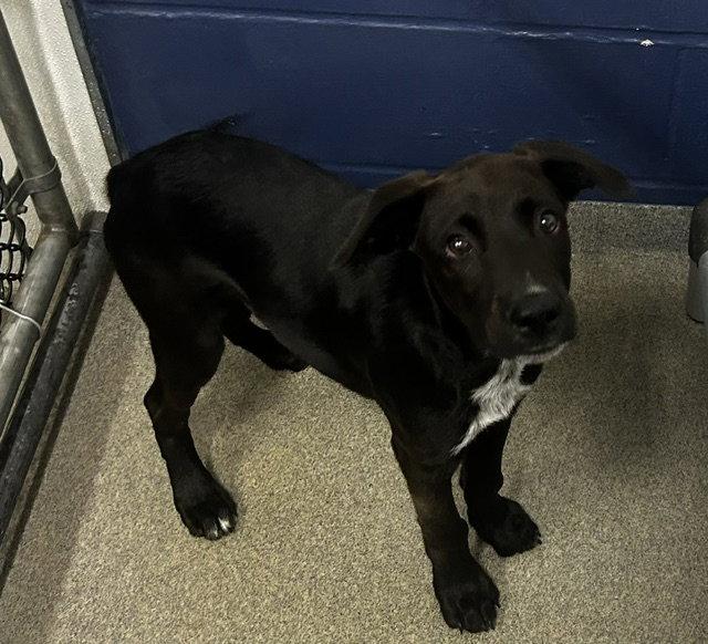 Blaze - 4 Months, Adoptable, Young Male Labrador Retriever.
