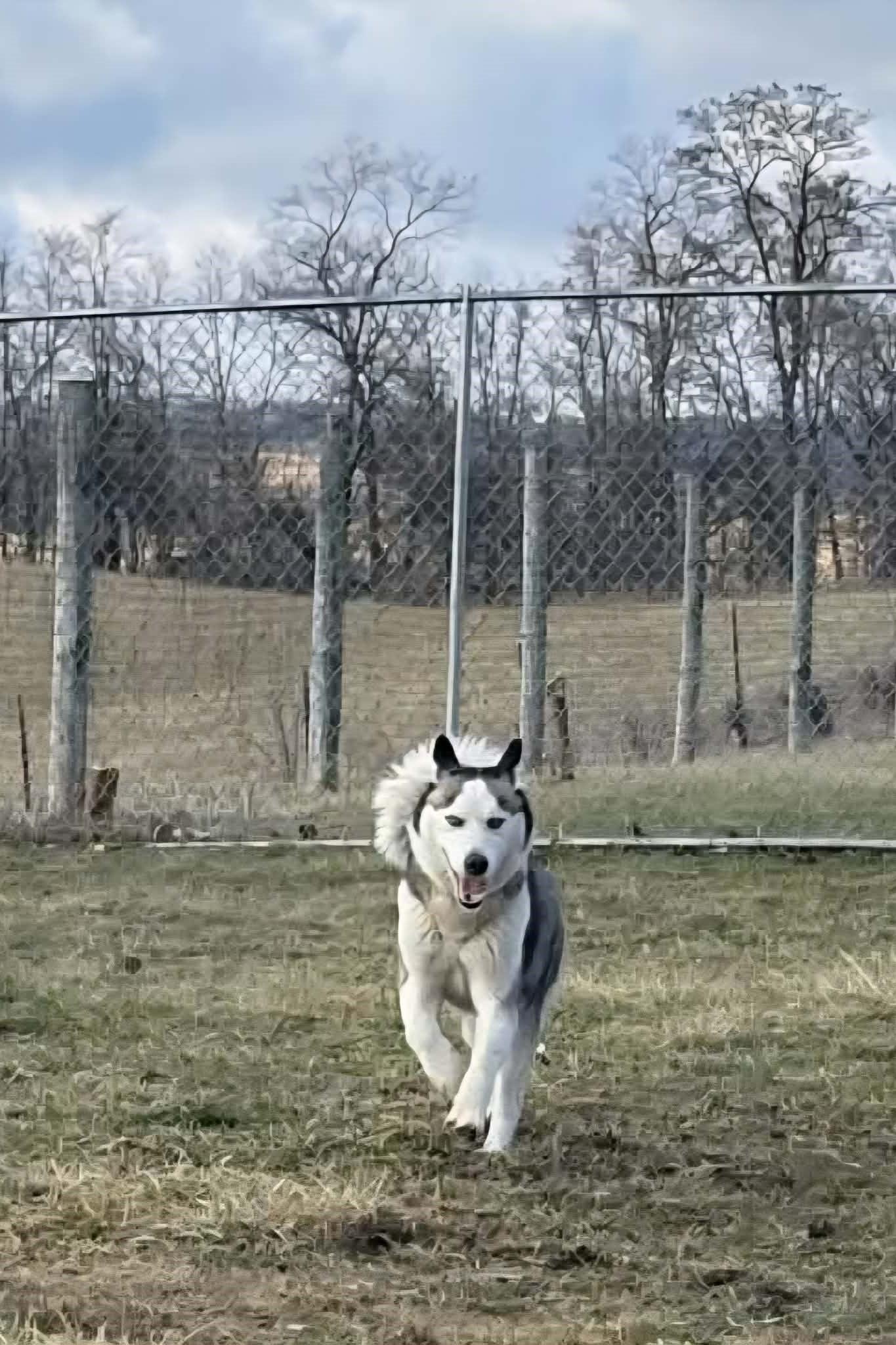 Enlarge Fiona, a ADOPTABLE Husky in Elizabeth, IL image 2/3