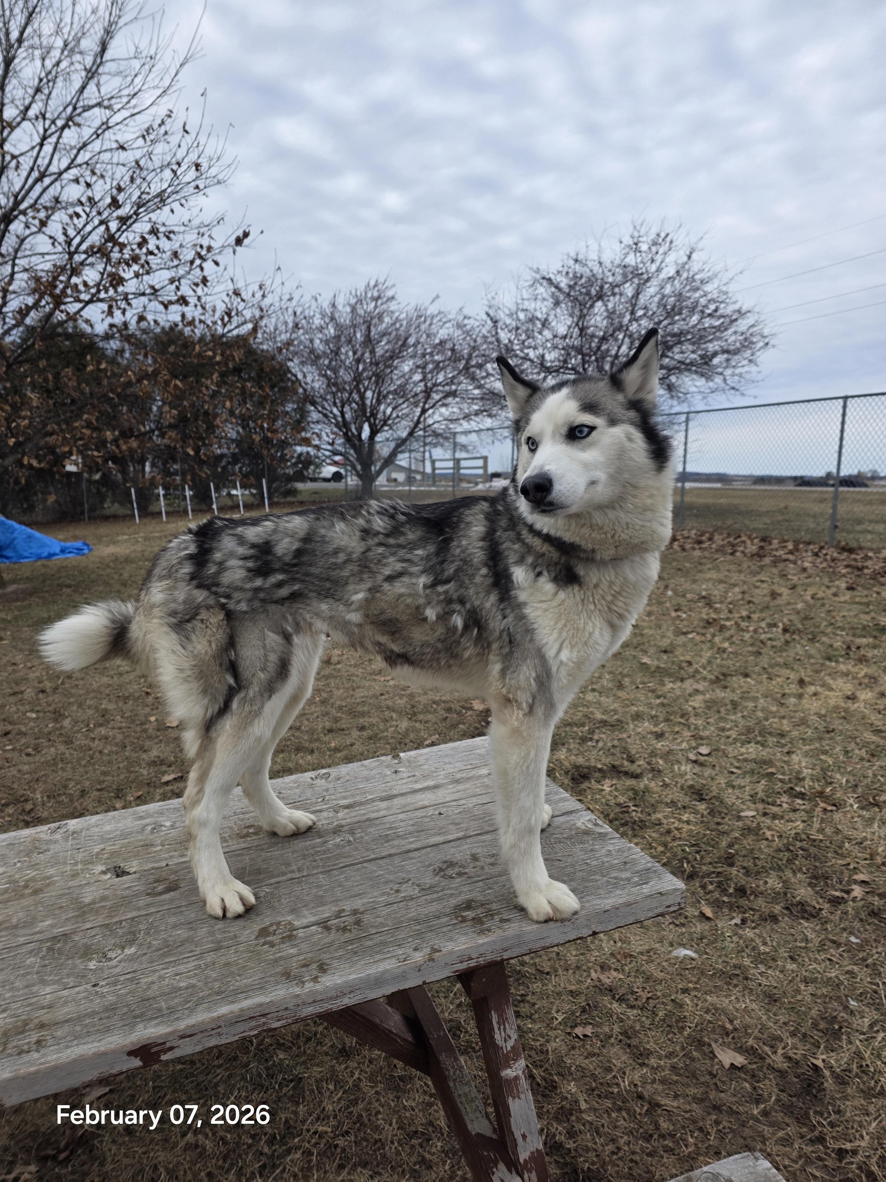 Enlarge Fiona, a ADOPTABLE Husky in Elizabeth, IL image 3/3