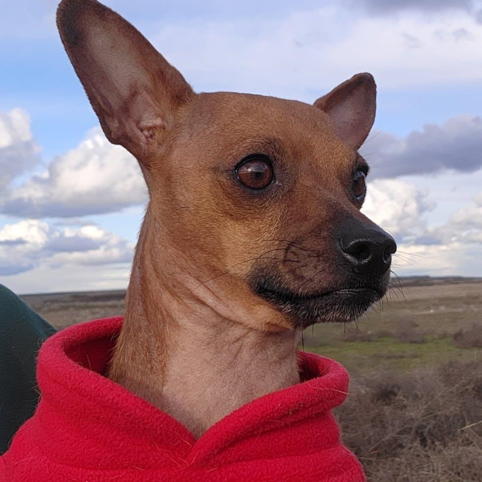 Enlarge Wrangler, a Adoptable mixed breed in Marysville, WA image 3/3