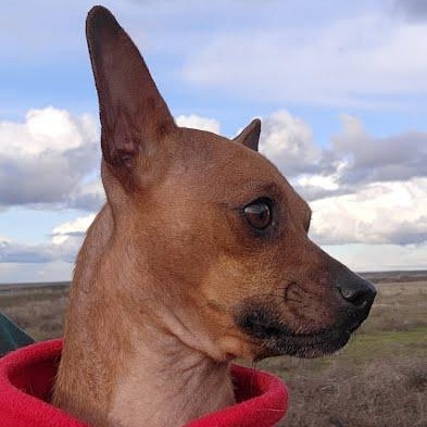 Enlarge Wrangler, a Adoptable mixed breed in Marysville, WA image 2/3