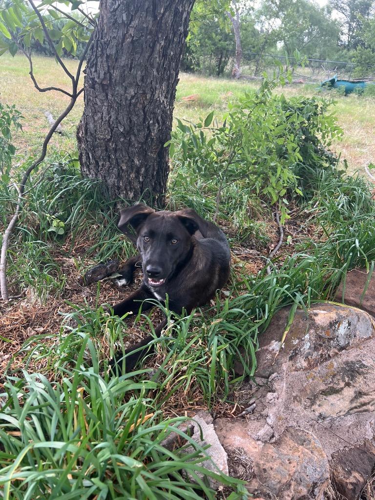 Dolly+, Adoptable, Young Female Labrador Retriever & Mixed Breed.