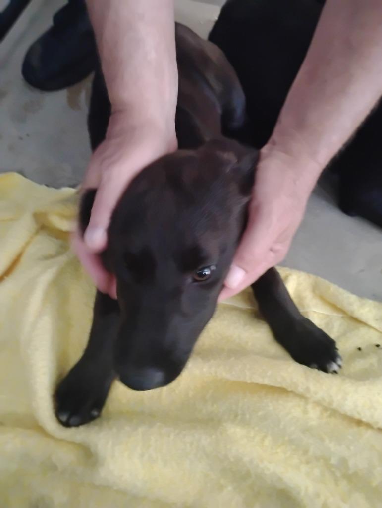 Enlarge Dolly+, a Adoptable mixed breed in Brownwood, TX image 2/2