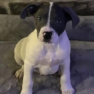 Enlarge Tiny, a ADOPTABLE mixed breed in Mount Bethel, PA image 3/5