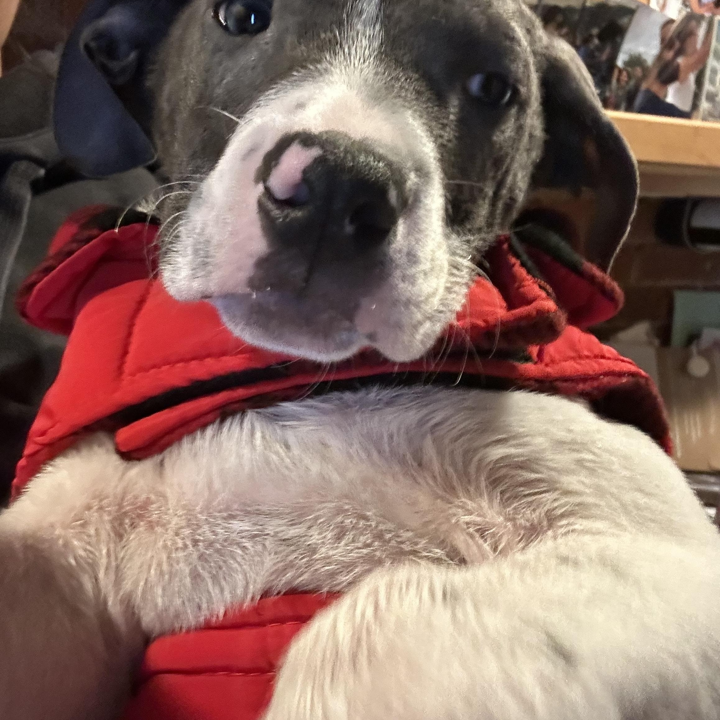 Enlarge Tiny, a ADOPTABLE mixed breed in Mount Bethel, PA image 5/5