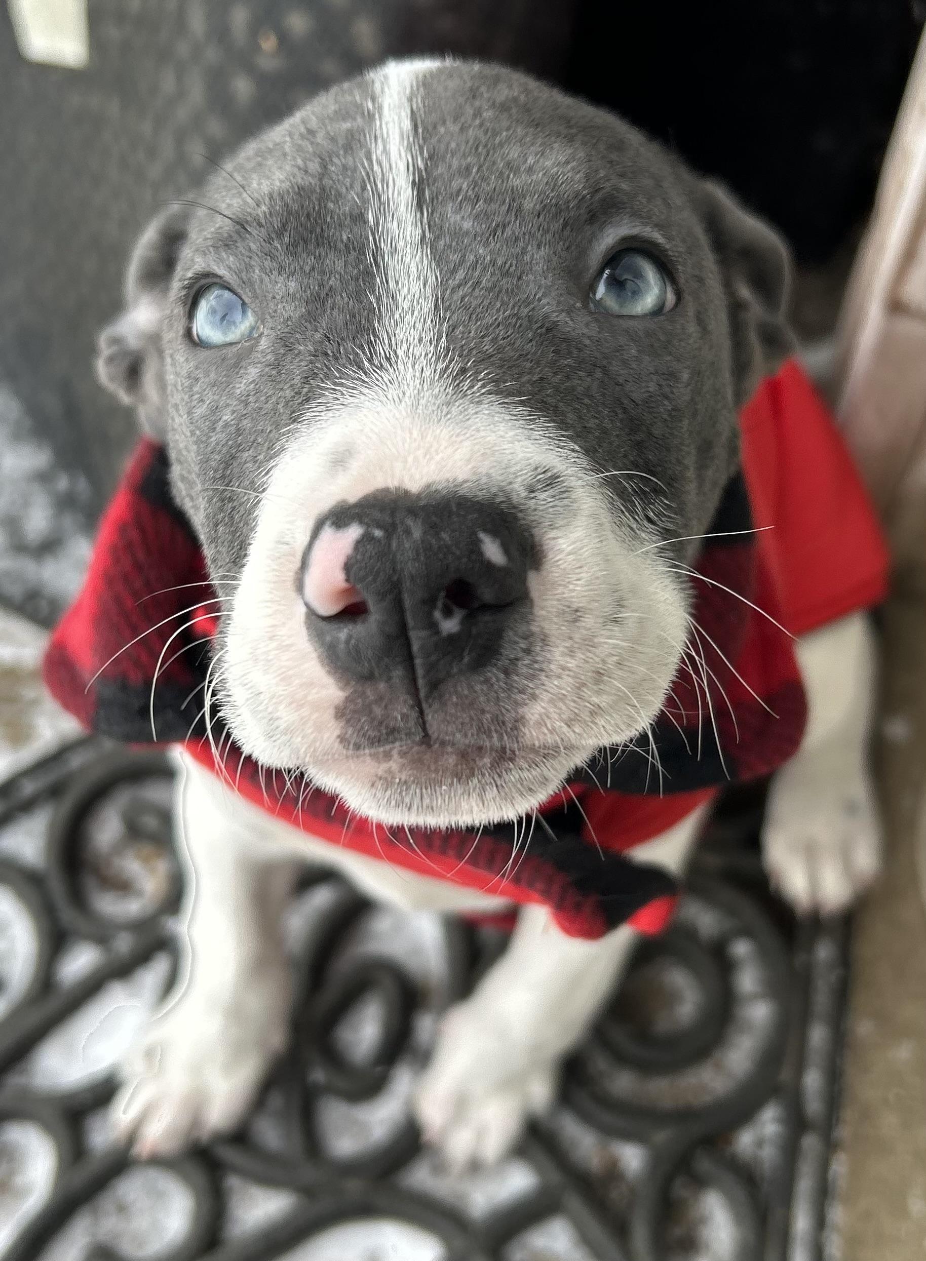 Enlarge Tiny, a ADOPTABLE mixed breed in Mount Bethel, PA image 1/5