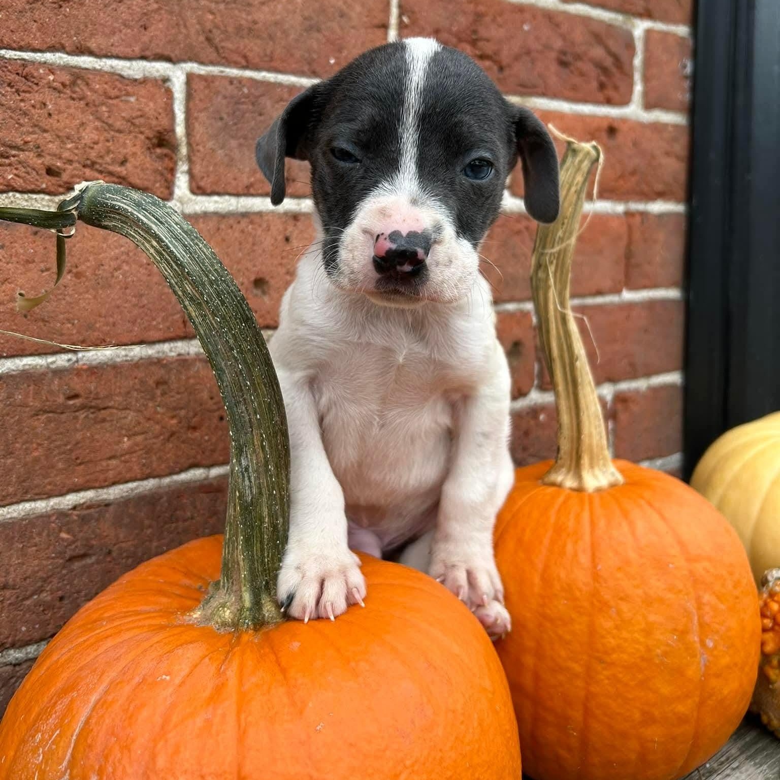 Enlarge Tiny, a ADOPTABLE mixed breed in Mount Bethel, PA image 4/5