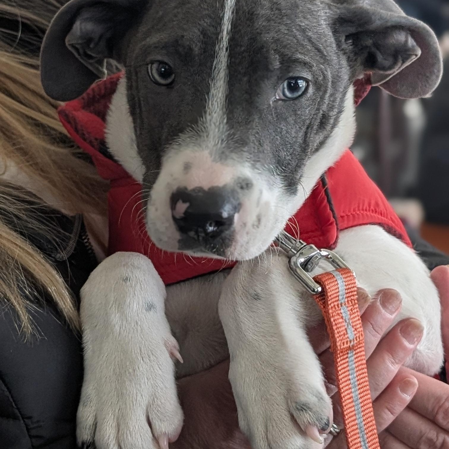 Tiny-PENDING ADOPTION, adopted, Puppy Male Pit Bull Terrier.