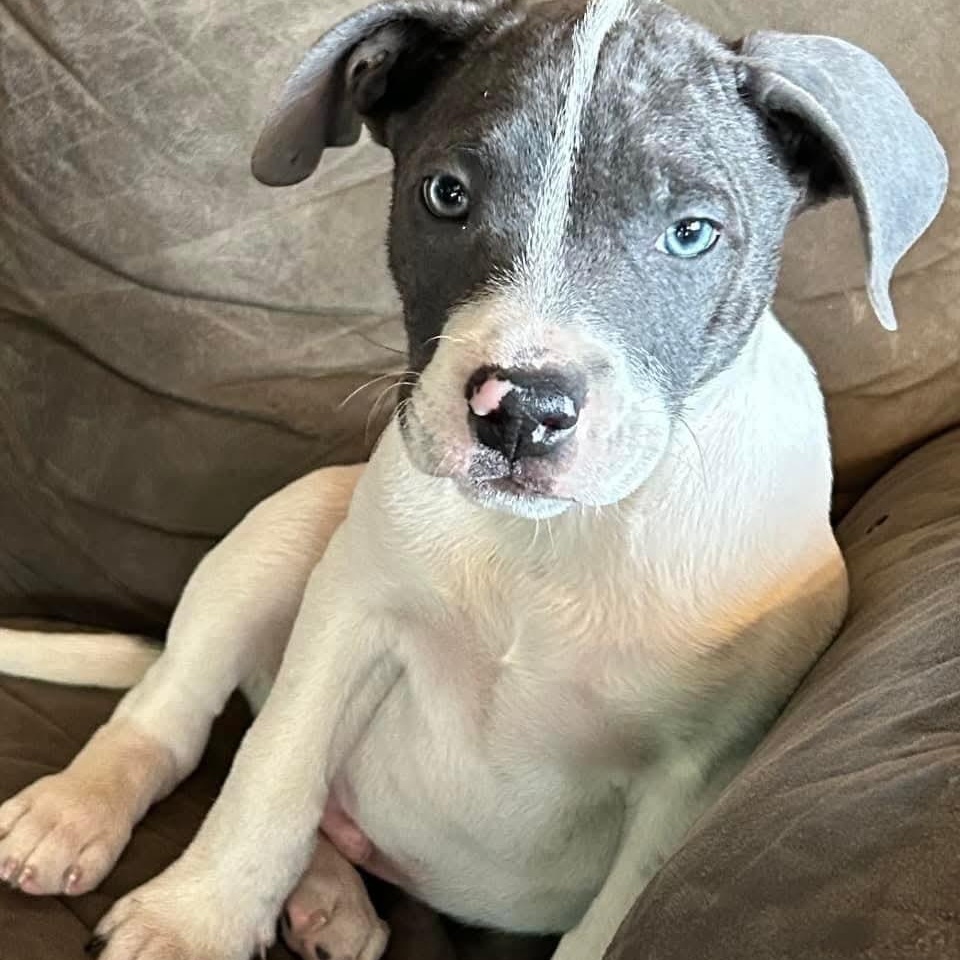 Enlarge Tiny, a ADOPTABLE mixed breed in Mount Bethel, PA image 2/5