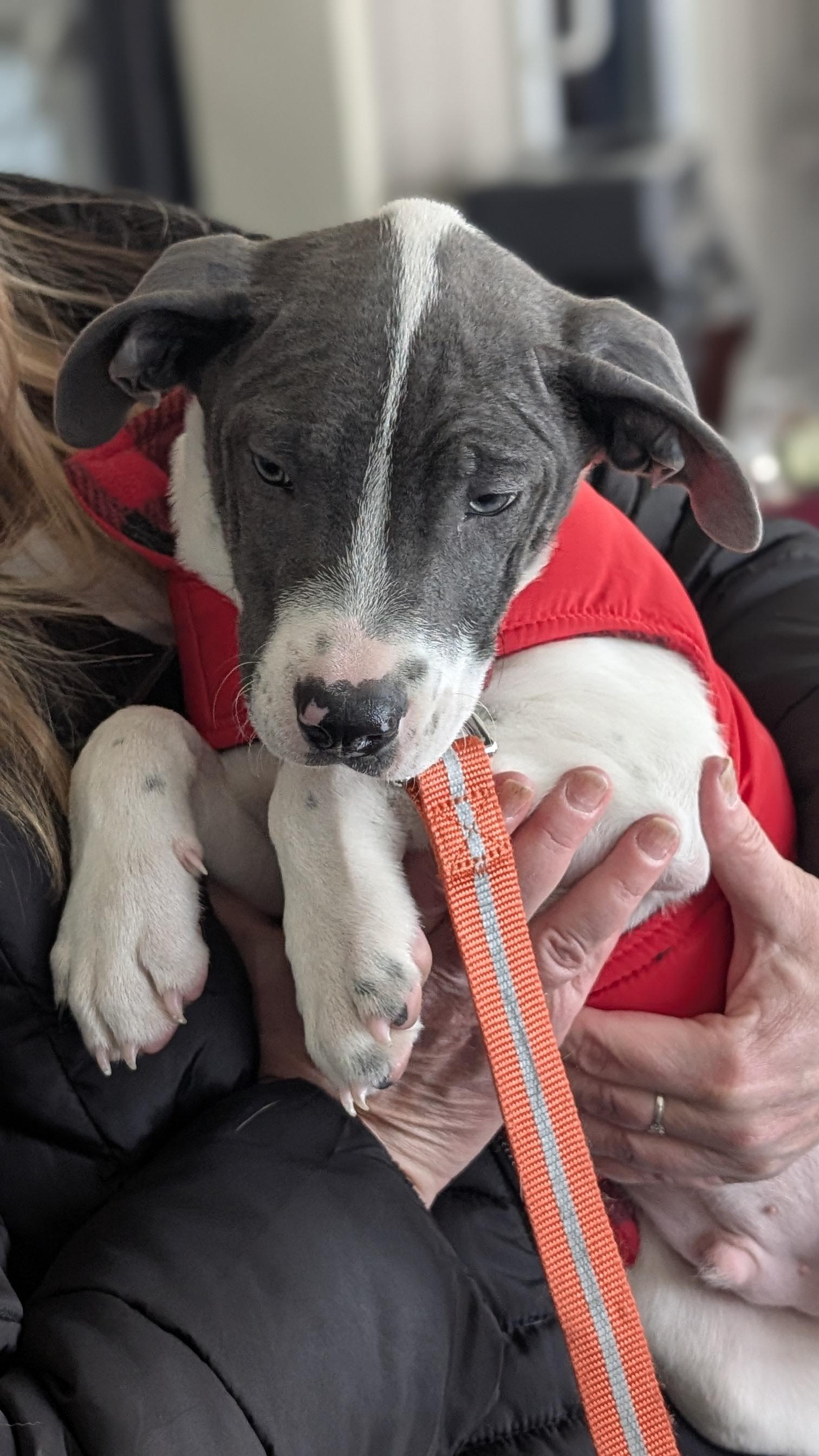 Enlarge Tiny-PENDING ADOPTION, an adopted mixed breed in Mount Bethel, PA image 6/6