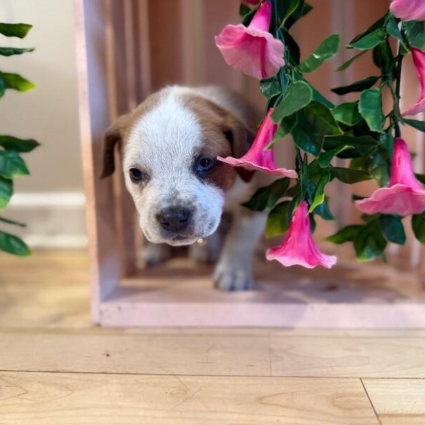 Guy Prince Perla — thumbnail 5