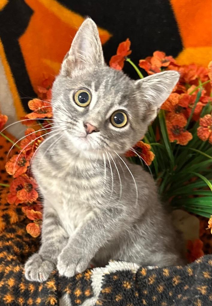 7/20/26 Chia, Adoptable, Kitten Female Domestic Short Hair.