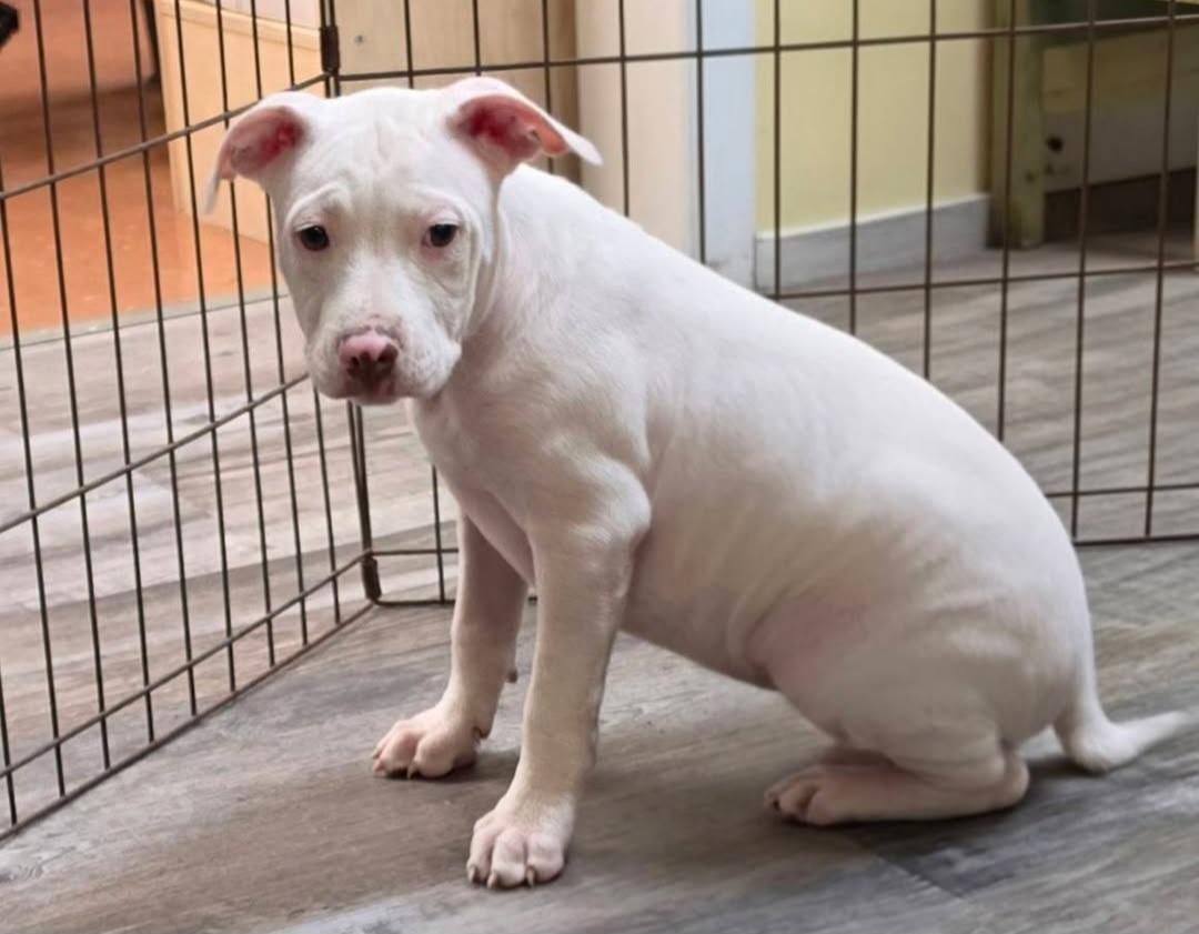 Enlarge Summit, a ADOPTABLE mixed breed in Gainesville, FL image 1/1