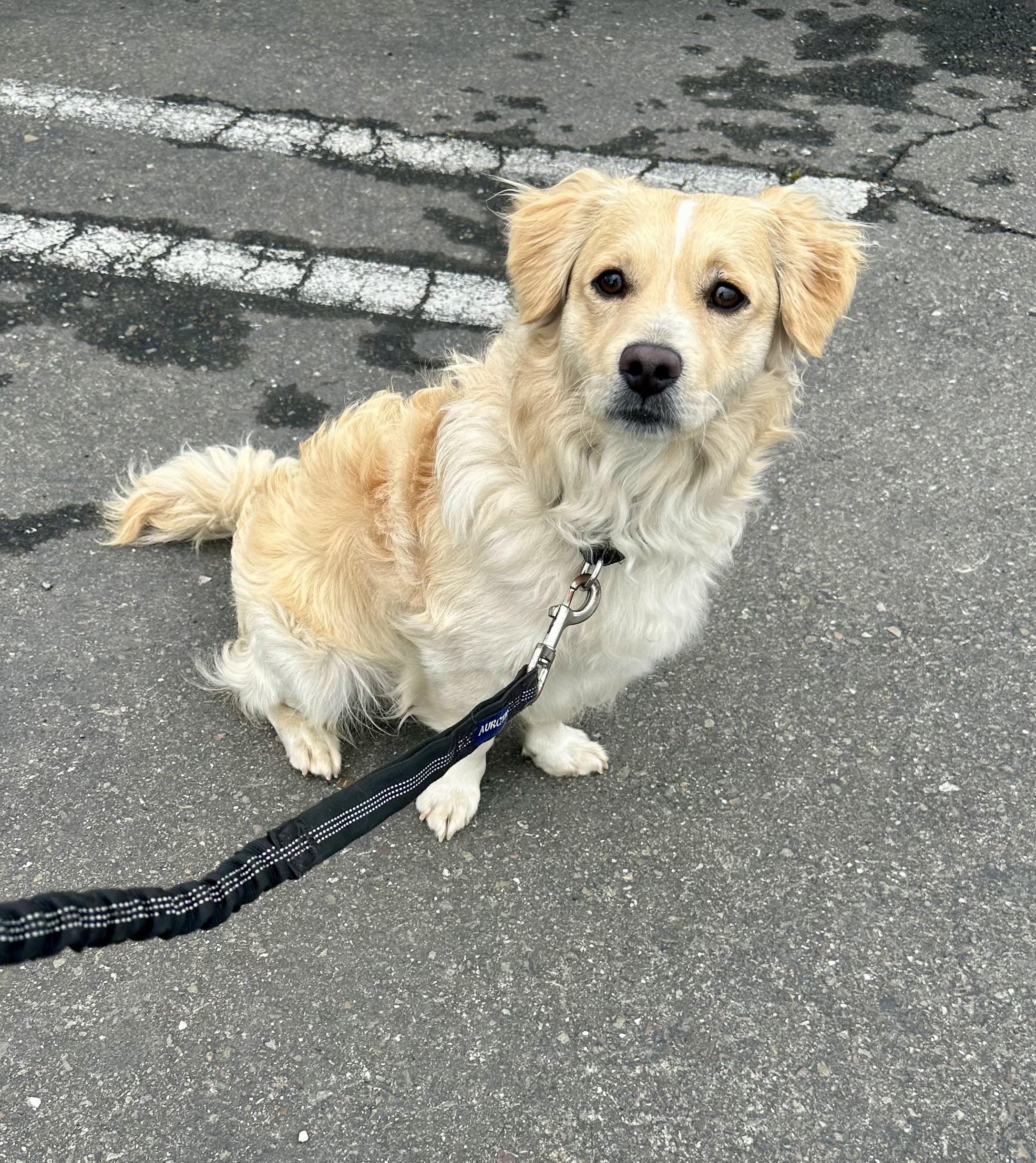 Happy, a ADOPTABLE mixed breed in Knightsen, CA image 1/5