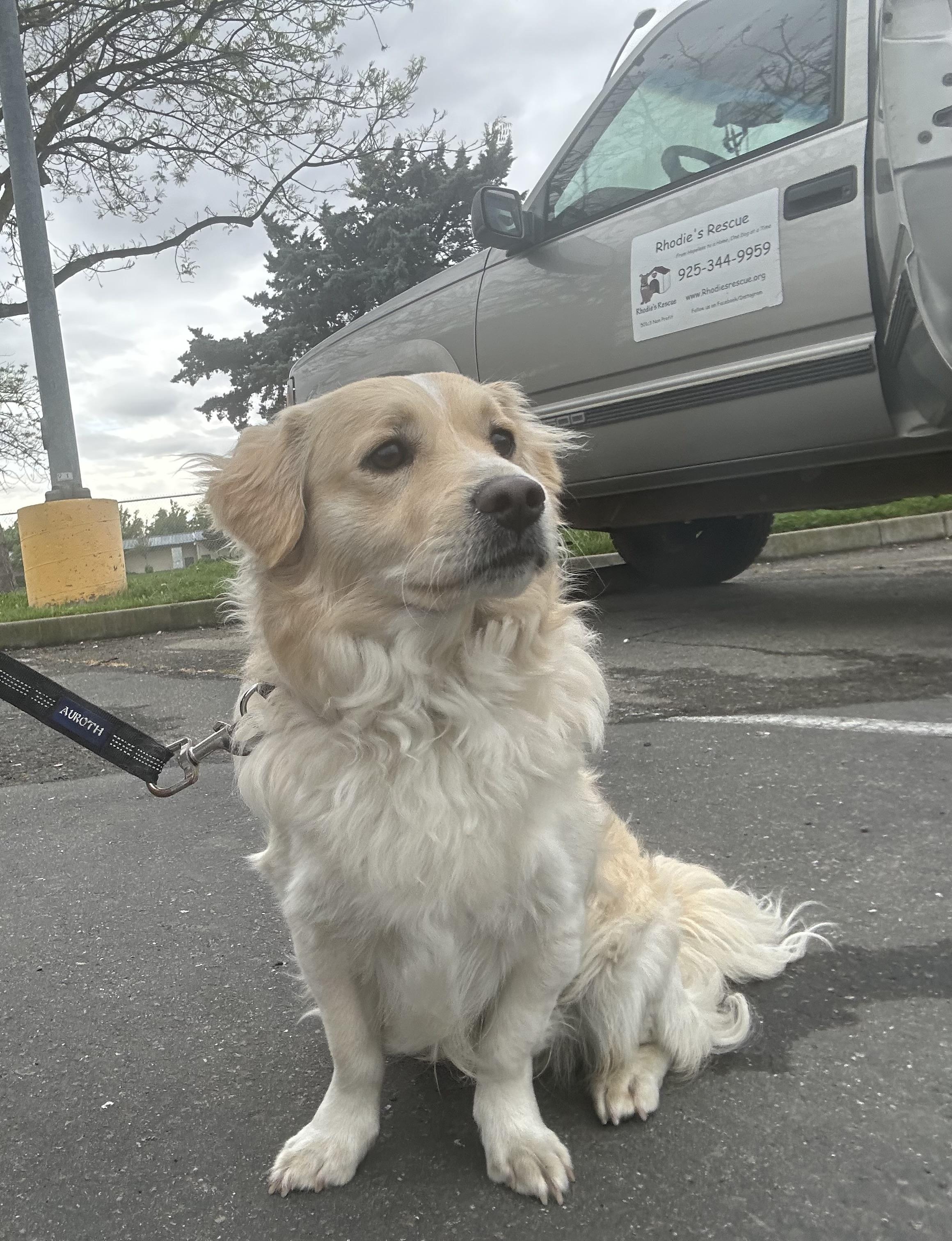 Happy, a ADOPTABLE mixed breed in Knightsen, CA image 5/5