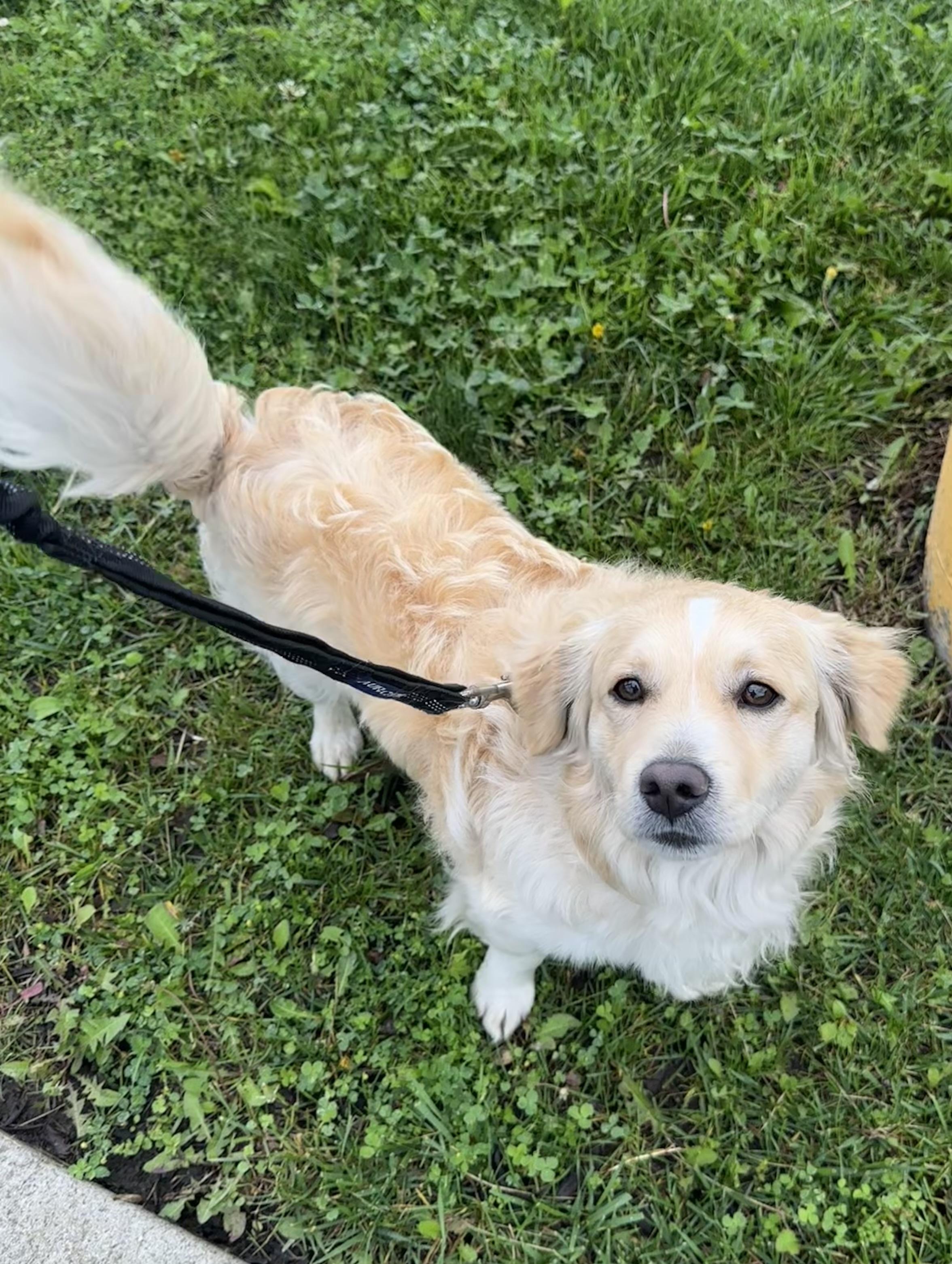 Happy, a ADOPTABLE mixed breed in Knightsen, CA image 3/5