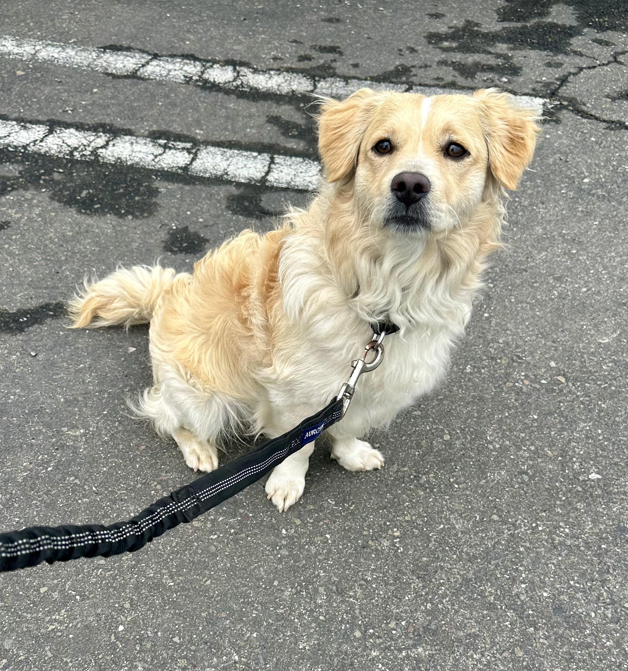 Happy, a ADOPTABLE mixed breed in Knightsen, CA image 4/5
