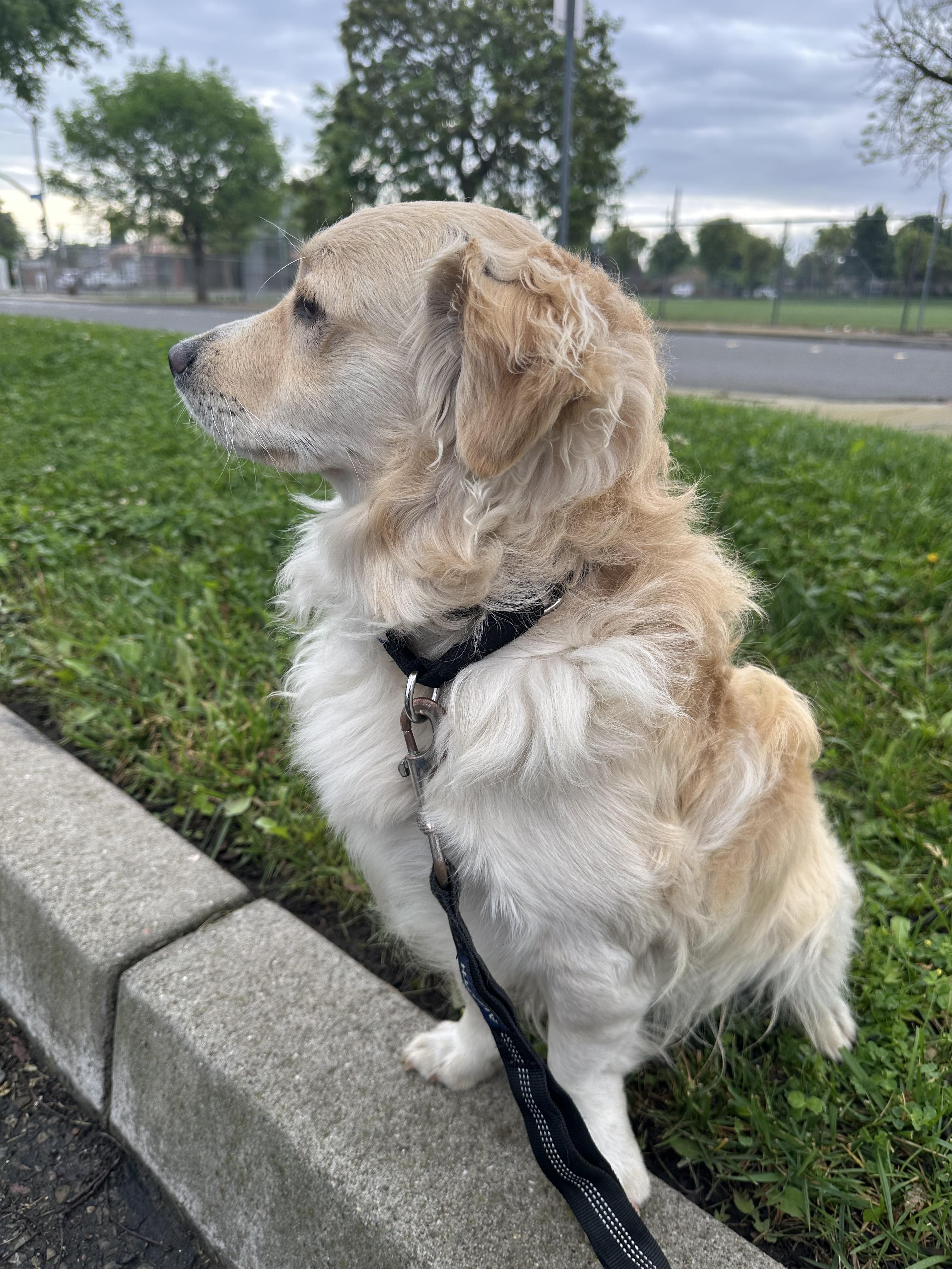 Happy, a ADOPTABLE mixed breed in Knightsen, CA image 2/5