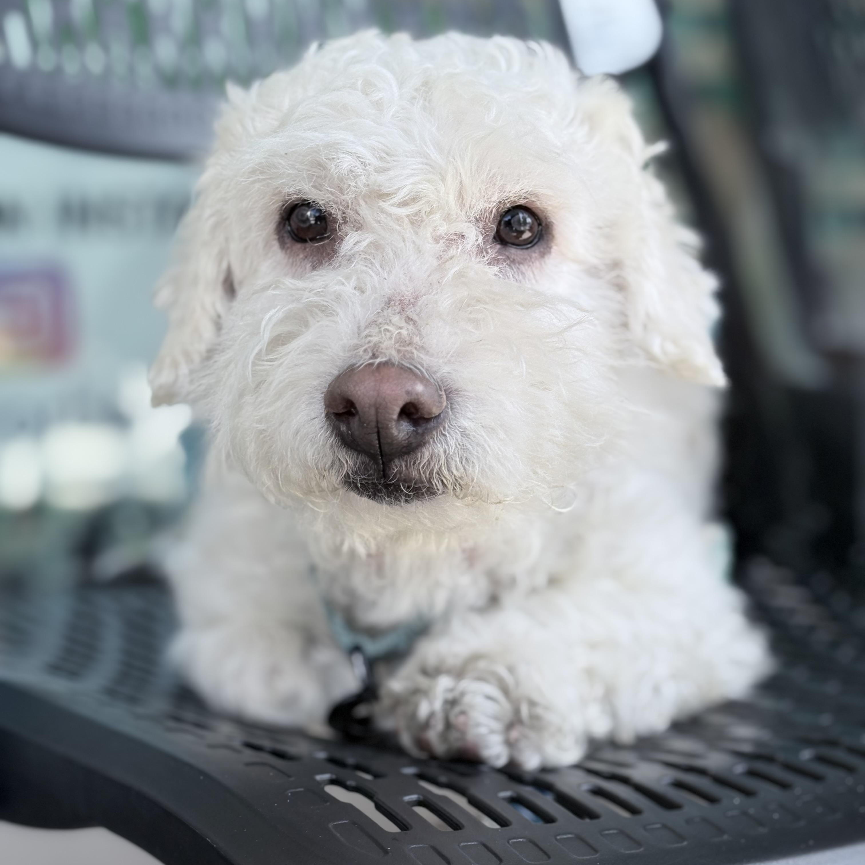 Mochi, an adopted mixed breed in Newport Beach, CA image 6/6