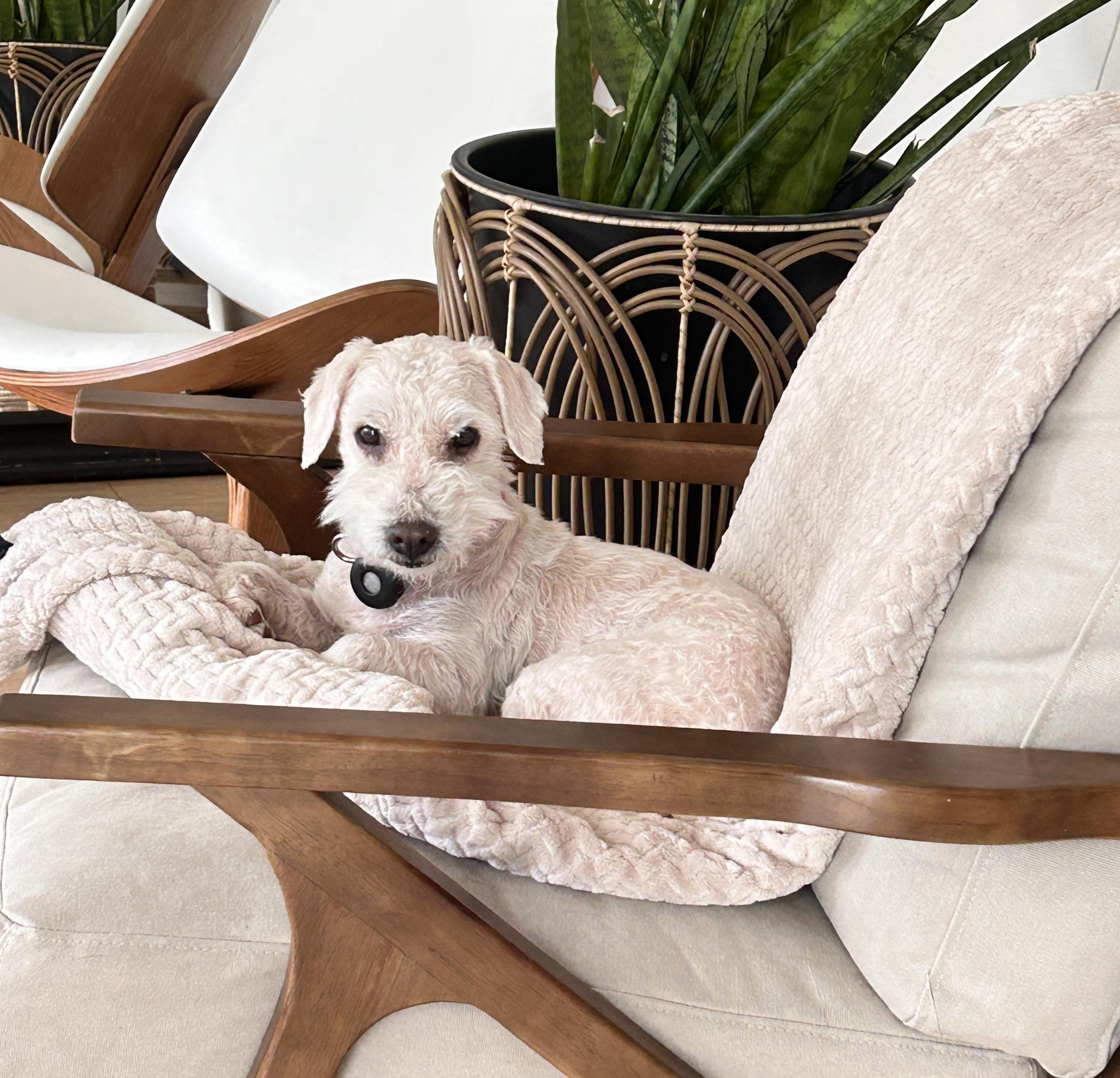 Mochi, an adopted mixed breed in Newport Beach, CA image 3/6