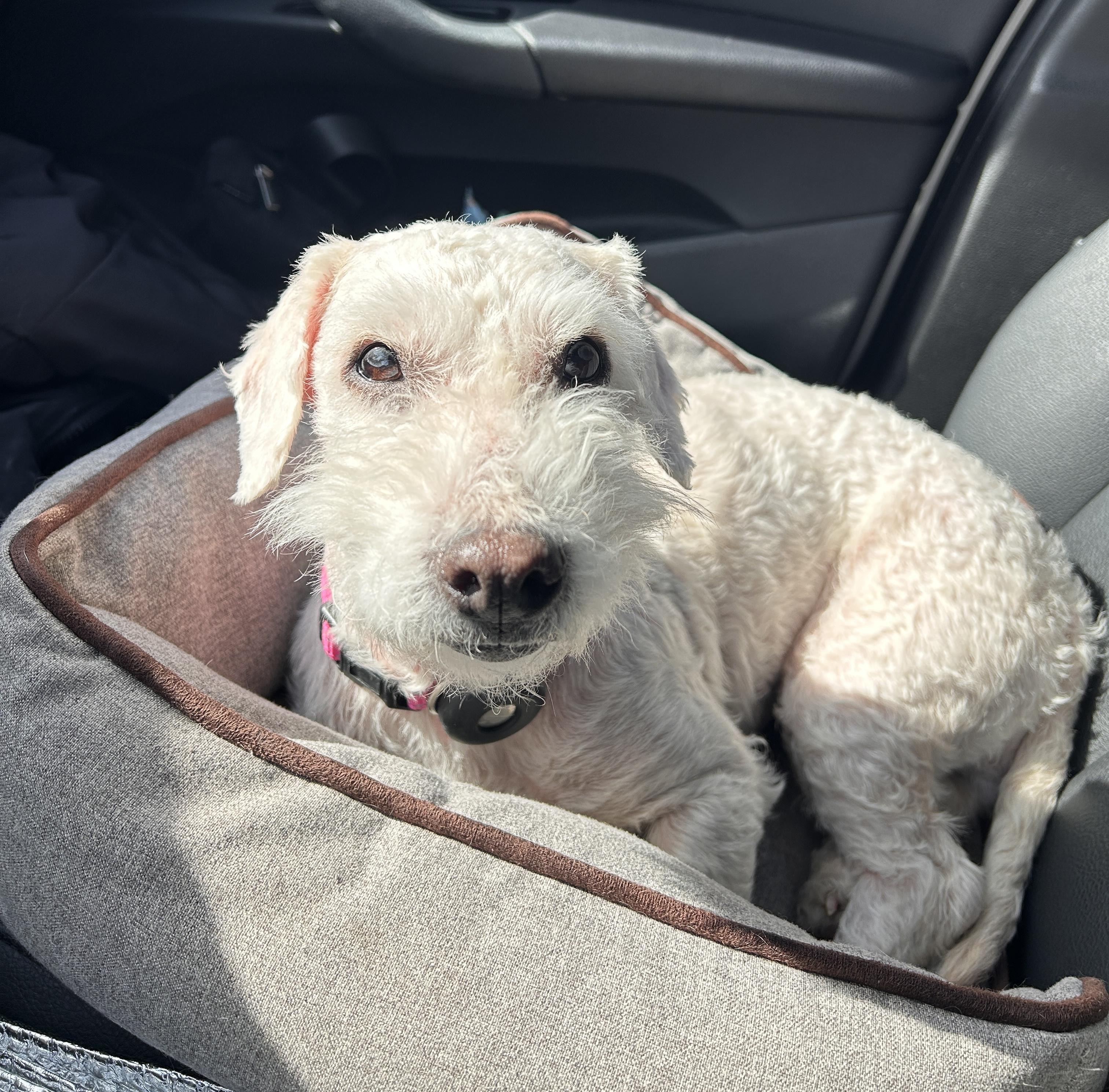 Mochi, an adopted mixed breed in Newport Beach, CA image 5/6