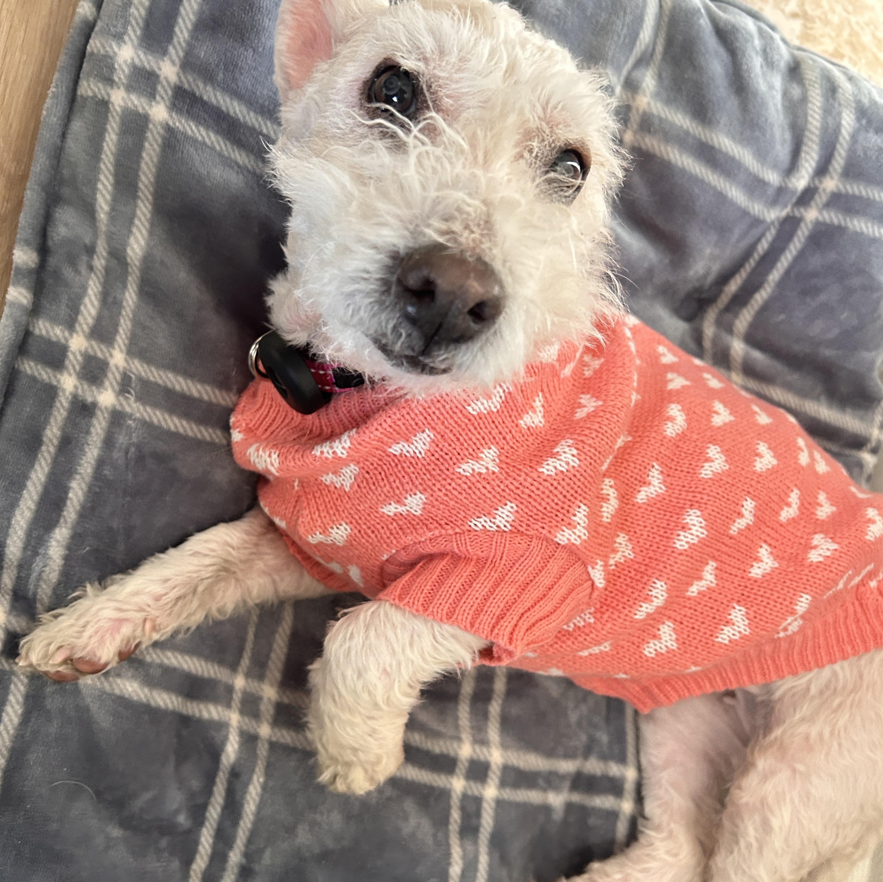 Mochi, an adopted mixed breed in Newport Beach, CA image 4/6