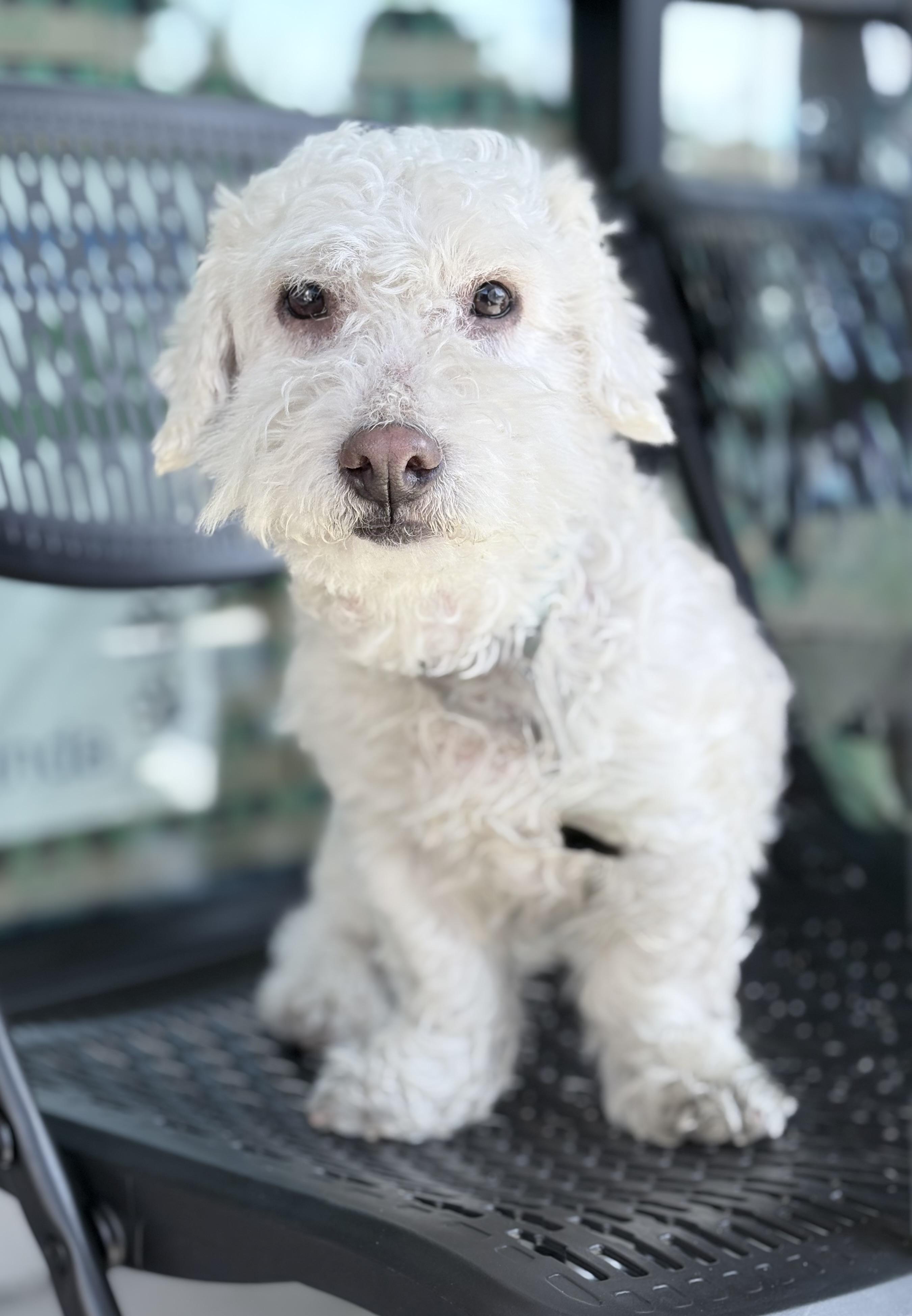 Mochi, an adopted mixed breed in Newport Beach, CA image 1/6
