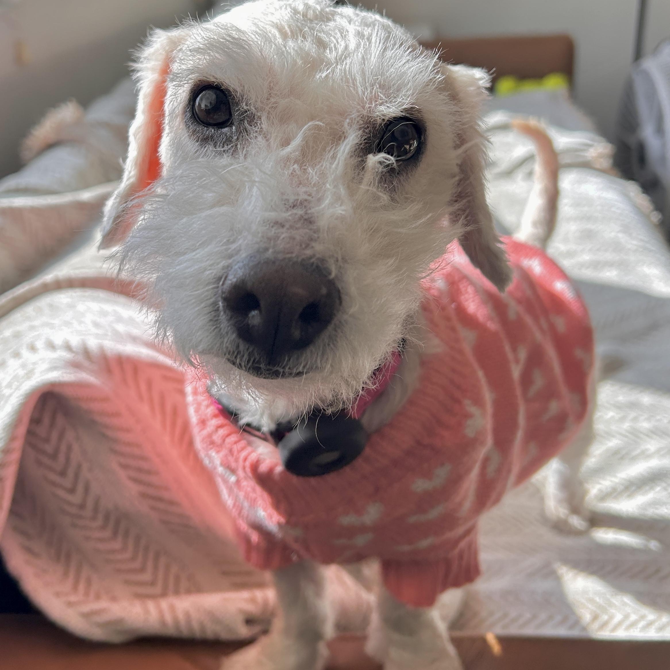 Mochi, an adopted mixed breed in Newport Beach, CA image 2/6