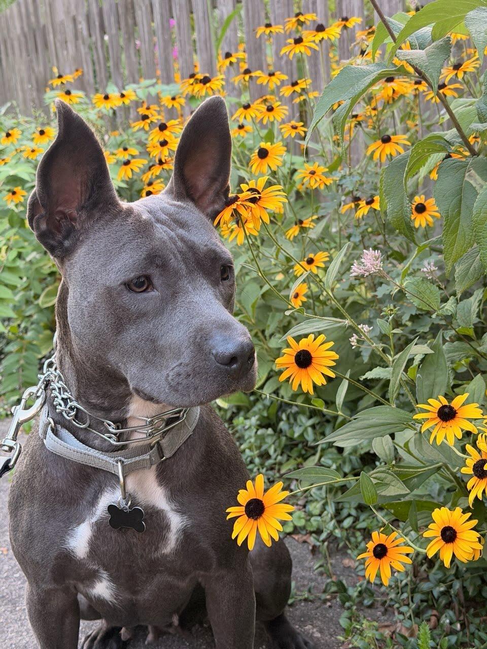 Enlarge Ursula, a ADOPTABLE mixed breed in Oswego, IL image 5/6